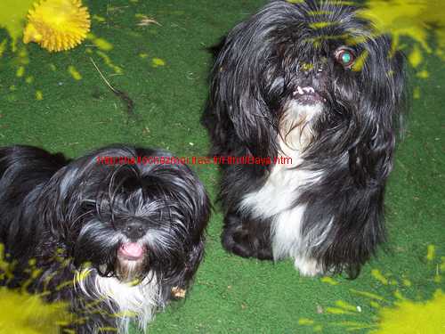 Baya et maman Sushy